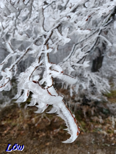 16.12.2025 - Zentimeterweise Rauhreif